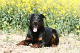 BEAUCERON 949